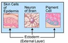 ectoderm