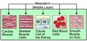 mesoderm