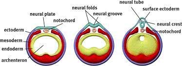  neural tube