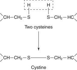 When cystine accepts electrons, it separates into two cysteine groups that are located on separate polypeptides.Remember, the quatenary structure exists when multiple polypeptides interact to form a single protein with multiple subunits.In the case of protein, disulfide bonds occure between two cysteine amino acids to form a single unit known as cystine.Reducing means gaining electrons                      