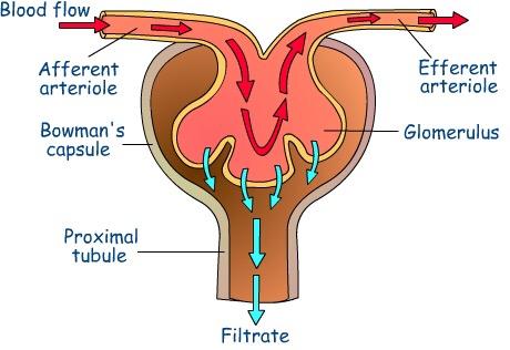 glomerulus