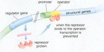 It describes the function of operons.Operons are a cluster of genes made from different DNA that come together to get transcribed.  The cluster of genes include the: structural gene which codes for the protein of interest, The operator, a nontranscribable region of DNA that is capable of binding a repressor protein. Promotor site, and further upstream lives the regulator gene.