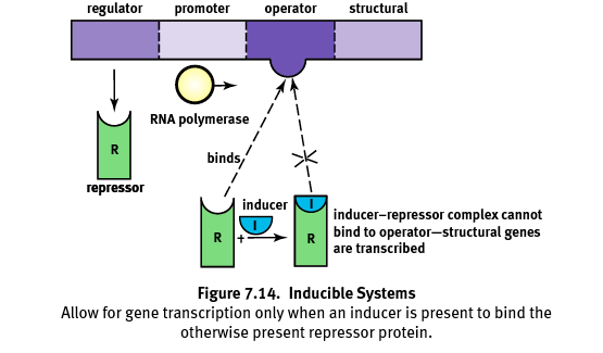 structural genes can only be transcribed if inducer binds to repressor before repressor binds to operator.