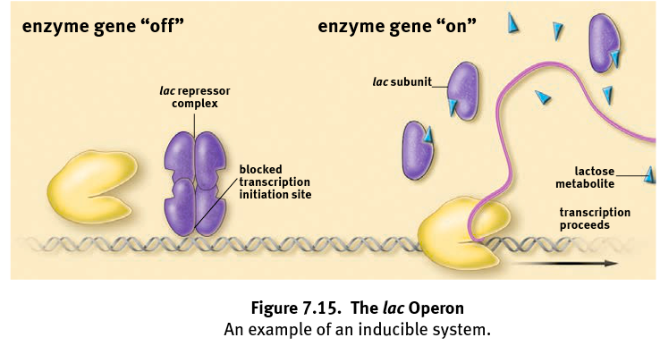 is induced by the presence of lactose. These genes are only transcribed (read) when useful to the cell.