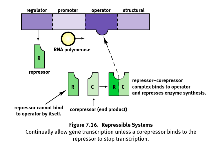 A repressible system allows for the continuous production of something because the repressor molecule is inactive unless it is bound to a corepressor.  It usually serves as negative feedback, thus the final product will code for the production of the corepressor in order to stop transcription.