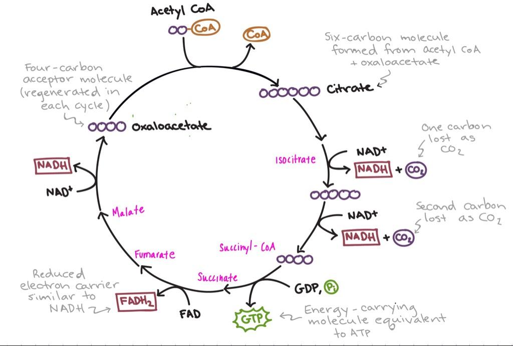 the citric acid cycle