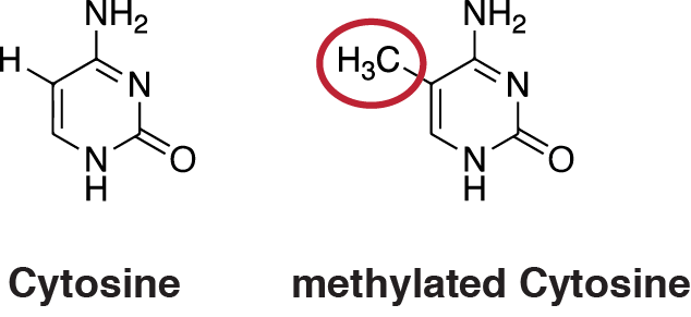 is the process by which methyl groups are added to the DNA molecule. Methylation can change the activity of the DNA segment without changing the sequence. When located on a gene promoter, DNA methylation typically acts to repress transcription.