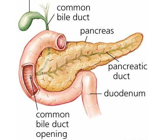 List the enzymes secreted by the pancreas and describe their function