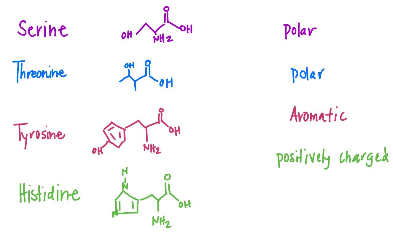 Serine, Threonine, Tyrosine and Histidine