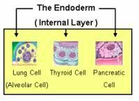 endoderm