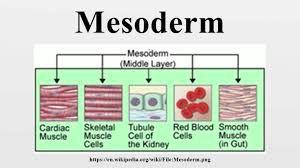 Kidneys are derived from the mesoderm: blood, endothelium, heart, kidney, reproductive system, bones, skeletal, smooth muscle and connective tissues. Mesoderm also contributes to tendons, ligaments, dermis and cartilage.