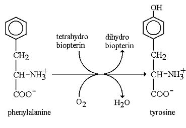 The action of phenylalanine hydroxylase on pheylalanine results in: