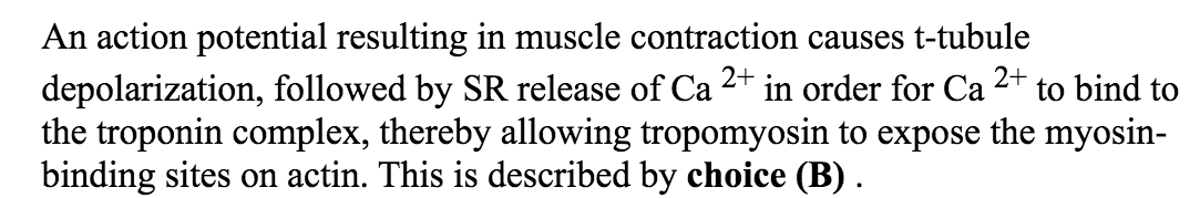 Ca 2+ is released into the cytosol; Ca 2+ binds to troponin complex