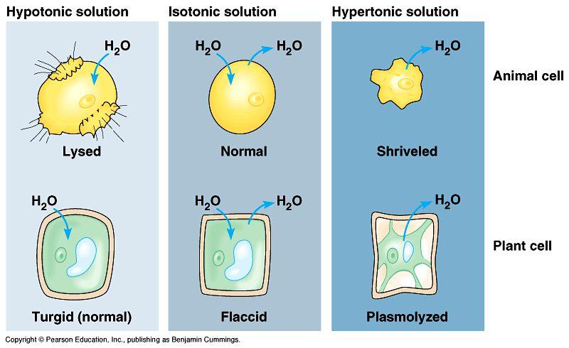 Excretion of salt in urineRemember that the fluid in the Bowman's capsule is isotonic to plasma. Without reabsorption or secretion, isotonic urine can still be produced. Glucose is normally filtered and then actively reabsorbed in the proximal convoluted tube, so this patient could not conserve glucose.