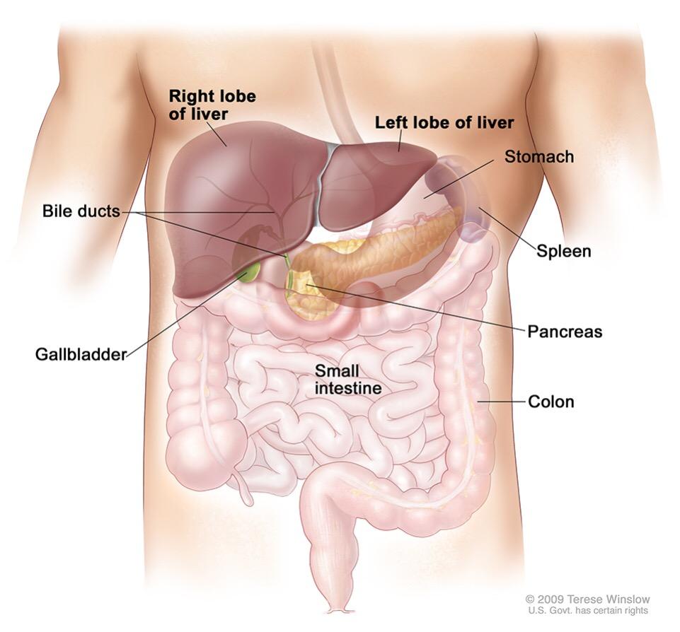 What are the functions of the liver?