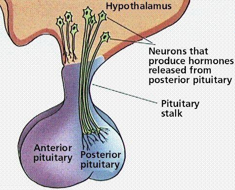 the anterior pituitary